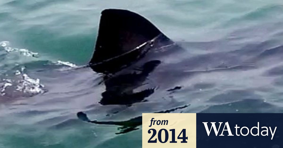 Great white shark filmed swimming in Lake Macquarie